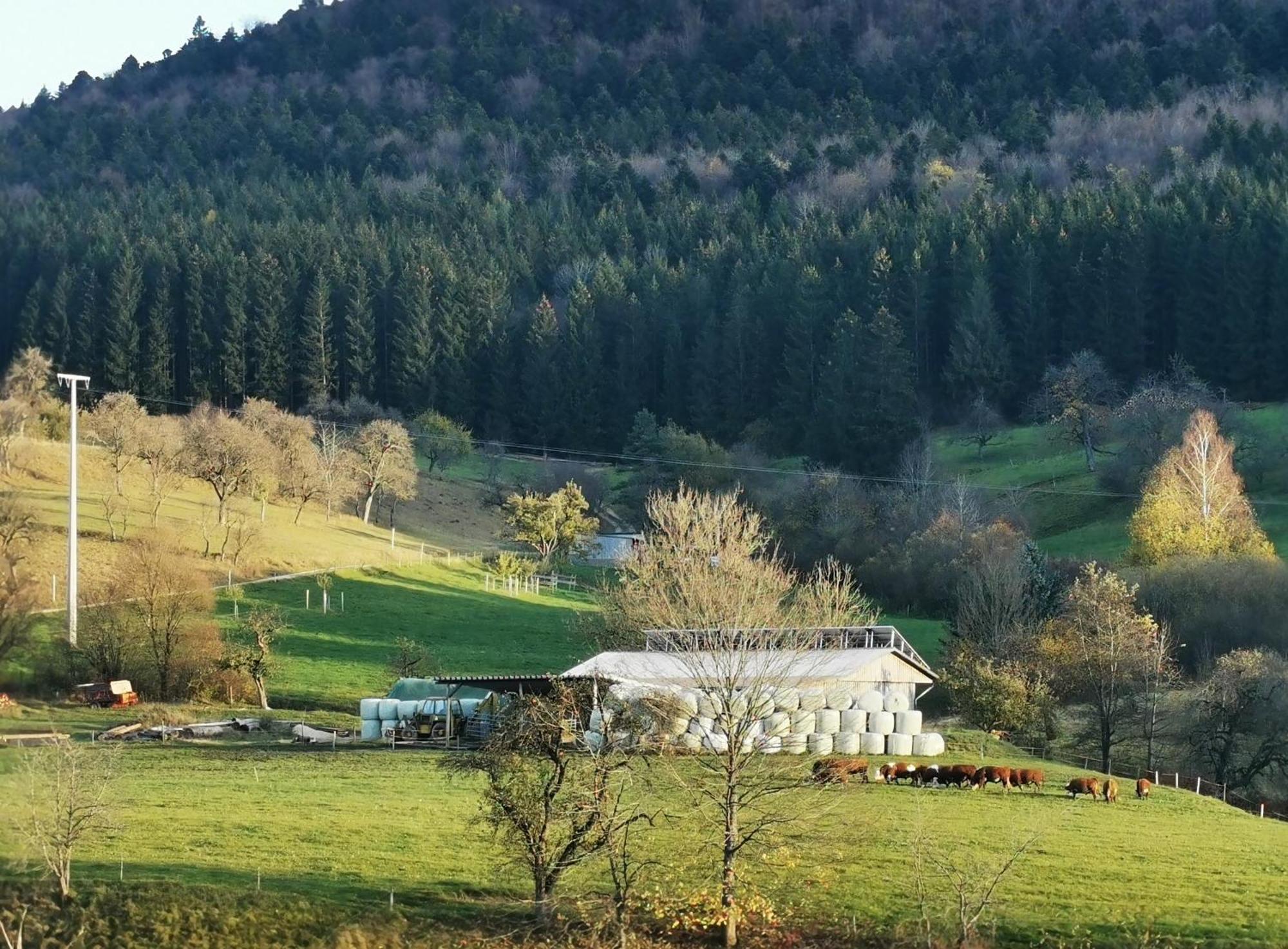 Ferienwohnung Blick Rappenstein Hausen am Tann Exteriör bild