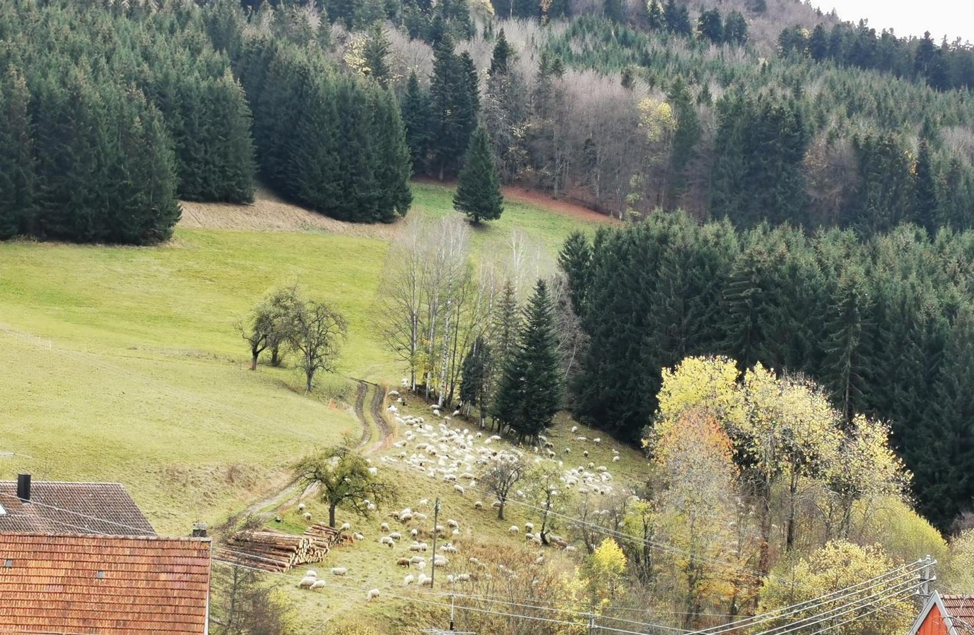 Ferienwohnung Blick Rappenstein Hausen am Tann Exteriör bild